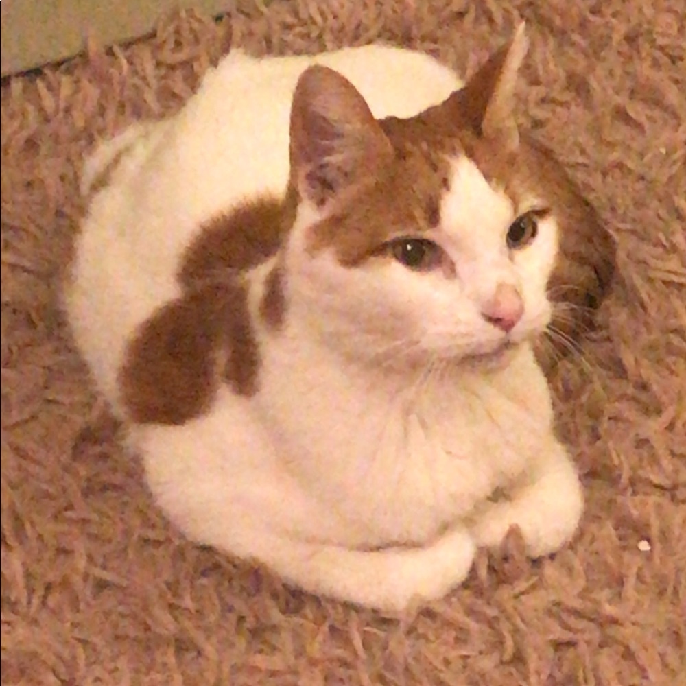 Meet your Posher, Iris